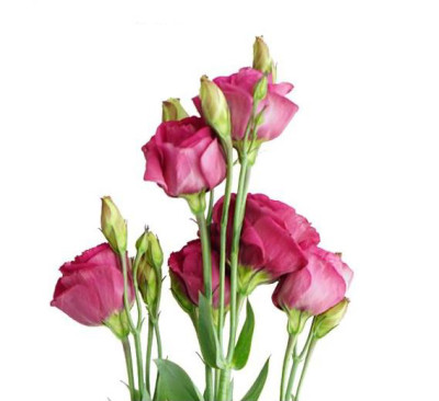 Эустома Eustoma cherry