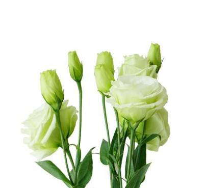 Эустома Eustoma green