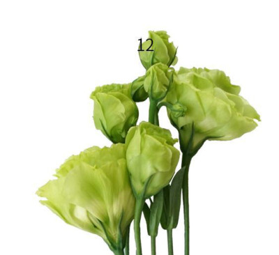 Эустома Eustoma jade green