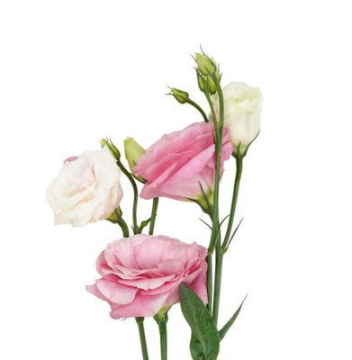 Эустома Eustoma pink