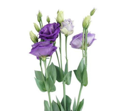 Эустома Eustoma purple