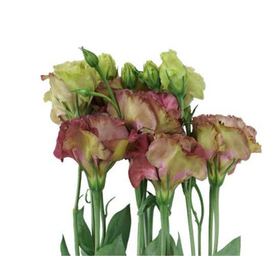 Эустома Eustoma Tea Color