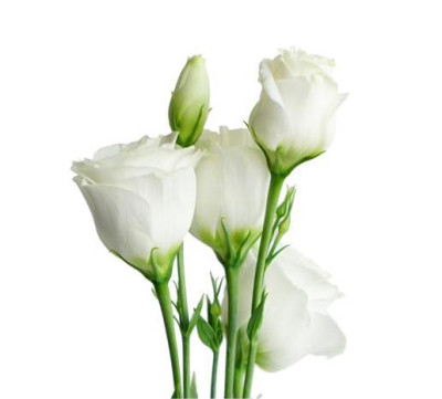 Эустома Eustoma-white