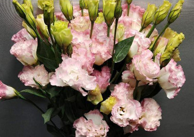 Эустома Eustoma W/P