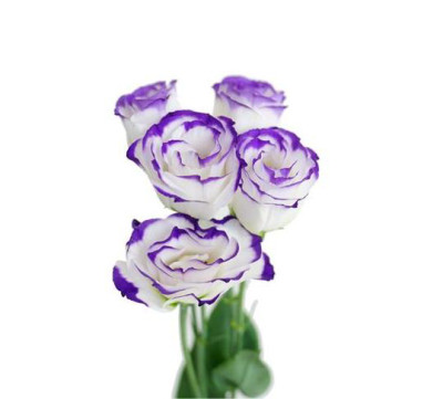 Эустома Eustoma W/V