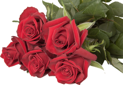 Одноголовые розы Ever Red