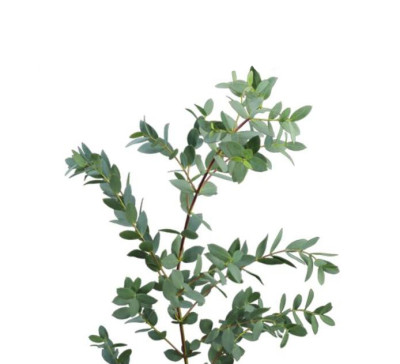 Эвкалипт Эвкалип мини