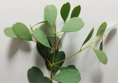 Эвкалипт Эвкалипт love