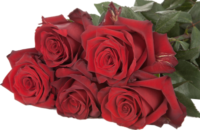 Одноголовые розы Explorer