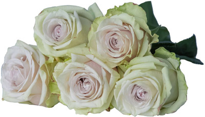 Одноголовые розы Exposure