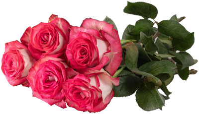 Одноголовые розы Eye Wink