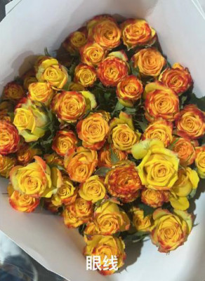 Розы кустовые Eyeline