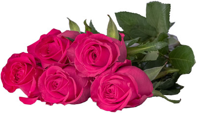 Одноголовые розы Fairy Tale