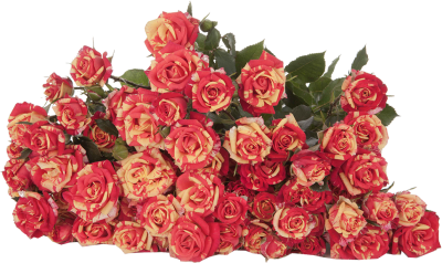 Розы кустовые Fire Flash