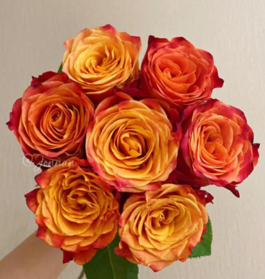 Одноголовые розы FIre