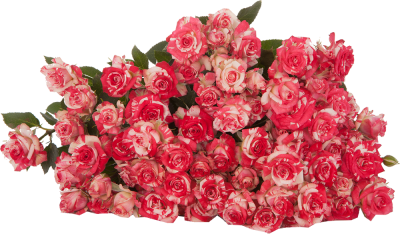 Розы кустовые Fireworks