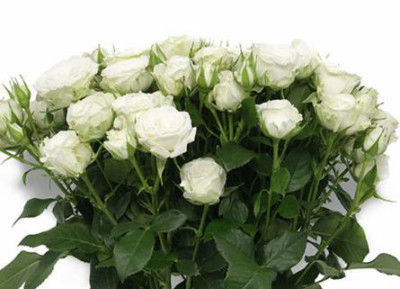 Розы кустовые First snow