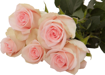 Одноголовые розы Flamingo