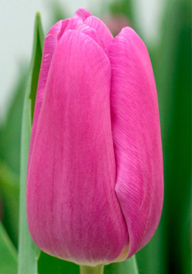 Тюльпаны Fortress