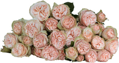 Розы кустовые Gentle Trendsetter