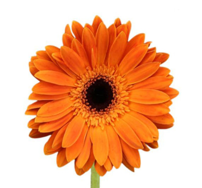 Гербера Гербера Black centre and orange