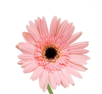 Гербера Гербера Black centre and pink