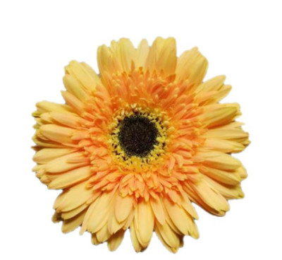 Гербера Гербера champ