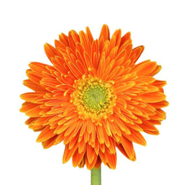 Гербера Гербера gold orange