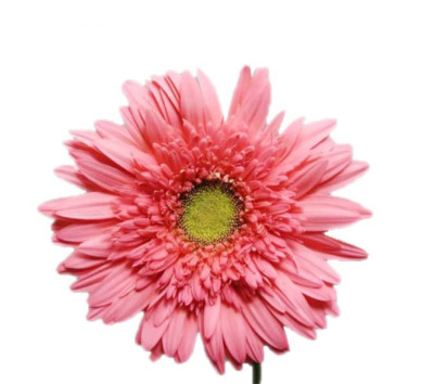 Гербера Гербера Green centre and pink