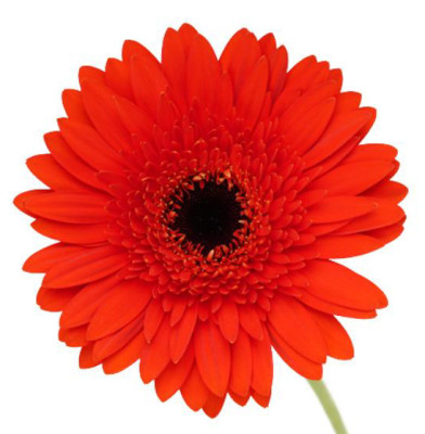 Гербера Гербера red