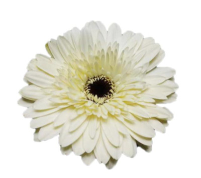 Гербера Гербера white