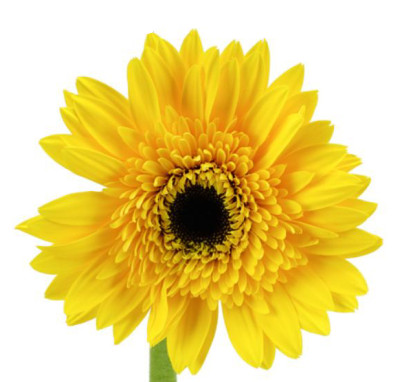 Гербера Гербера yellow