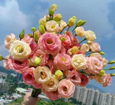 Эустома Gleam