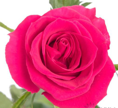 Одноголовые розы Gosen