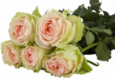 Одноголовые розы Gravity