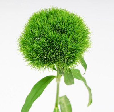 Цветы в ассортименте Green Wicky