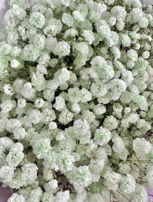 Гипсофила Гипсофила Green