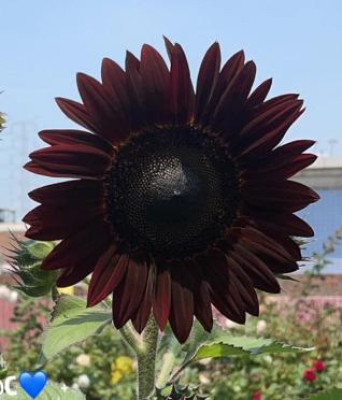 Цветы в ассортименте Helianthus Annuus Chocolate