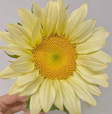 Цветы в ассортименте Helianthus Annuus Cream