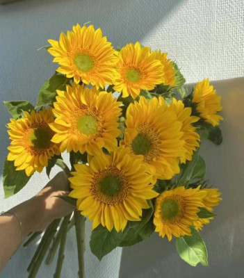 Цветы в ассортименте Helianthus Annuus green centre mini