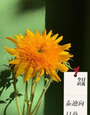 Цветы в ассортименте Helianthus annuus Teddy