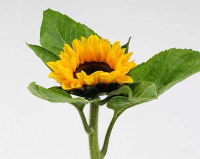 Цветы в ассортименте Helianthus Annuus