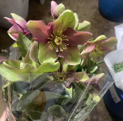 Цветы в ассортименте Hellebore Bi color