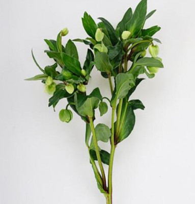 Цветы в ассортименте Hellebore green