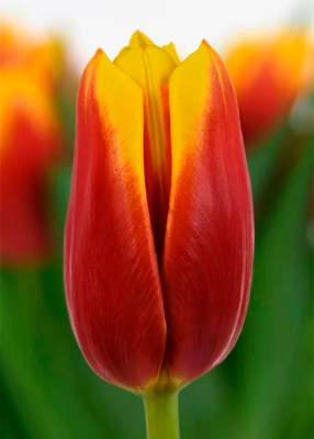 Тюльпаны Hennie Vander Most