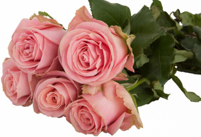 Одноголовые розы Hermosa