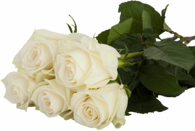 Одноголовые розы Highlight