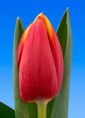 Тюльпаны Holy Grail