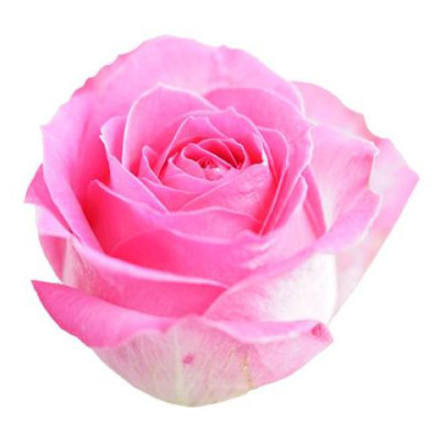 Одноголовые розы Honey Avalanche(L.PEACH)