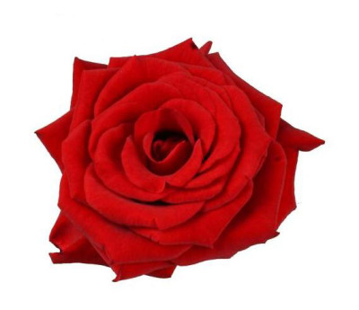 Одноголовые розы Hong Fu